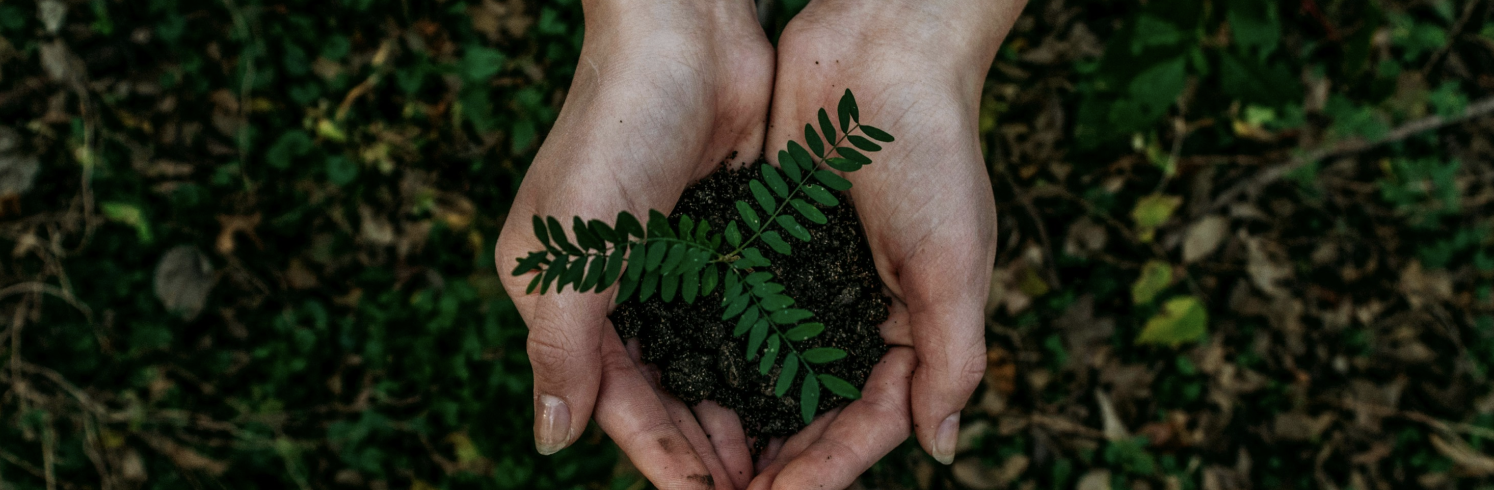 Hands holding soil with a young green fern plant, symbolizing growth and environmental sustainability